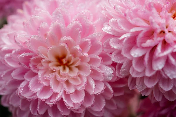 Pink pompon chrysanthemum flowers with frozen dew drops close-up, beautiful floral background — Stock Photo, Image