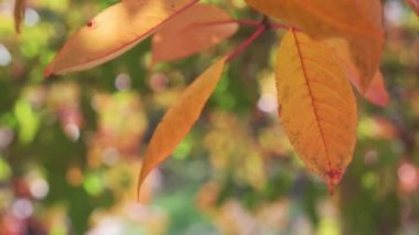 Kiraz ağacındaki altın yapraklar rüzgarda sallanıyor. Güzel bir bokeh, altın sonbahar arkaplanı var.
