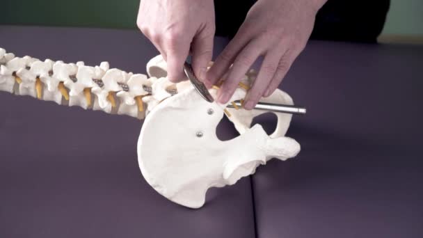 El fisioterapeuta demuestra cómo aplicar la herramienta IASTM para tratar el dolor articular sacroilíaco en el modelo de columna vertebral quiropráctica flexible — Vídeos de Stock