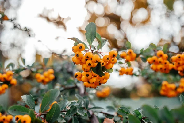 Piękne pomarańczowe jagody palnika Piracantha w jesiennym ogrodzie — Zdjęcie stockowe