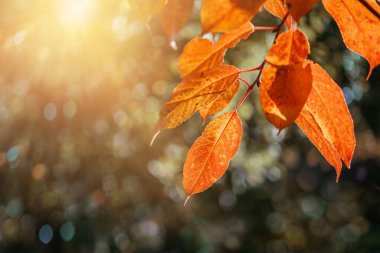 Sonbahar altın ve portakal yaprakları arka plan