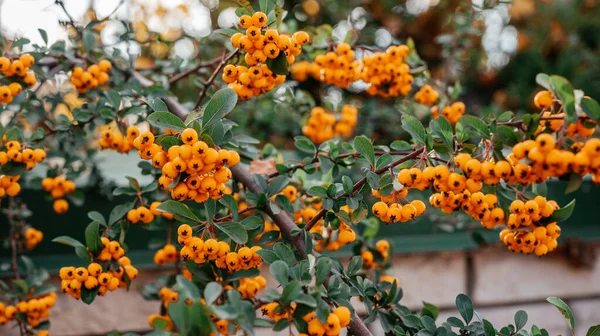 Piękne pomarańczowe jagody palnika Piracantha w jesiennym ogrodzie — Zdjęcie stockowe