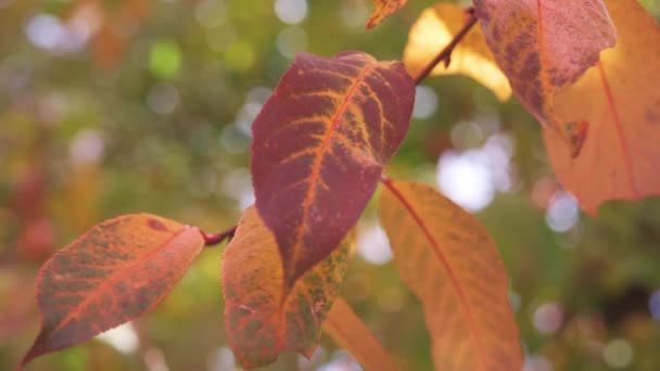 아름다운 보케, 황금빛 가을 배경으로 바람에 흔들리고 있는 벚나무의 황금빛 잎 — 비디오