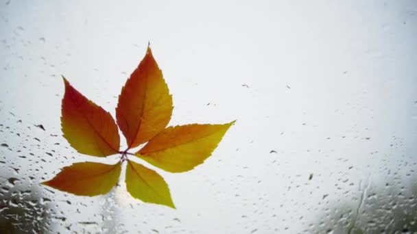 Sonbaharın soğuk ve yağmurlu bir sabahında arabanın ıslak ön camına düşen sarı ve turuncu yaprak. — Stok video