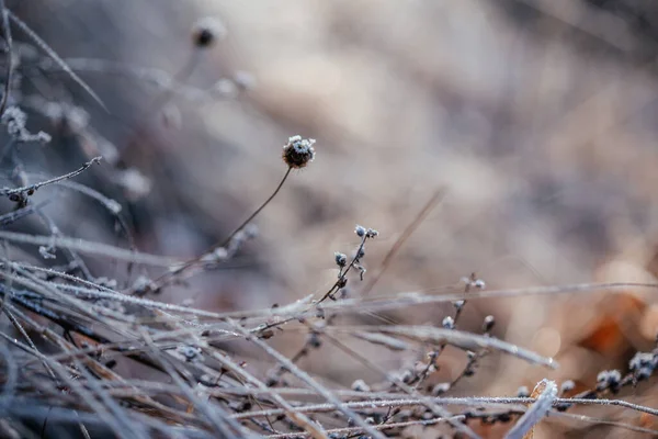 Herbst Morgenfrost, trockenes Gras am Morgen mit Frost bedeckt — Stockfoto