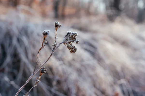 Herbst Morgenfrost, trockenes Gras am Morgen mit Frost bedeckt — Stockfoto