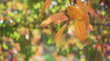 Altın meşe yaprakları ve bokeh ile güzel sonbahar arka planı