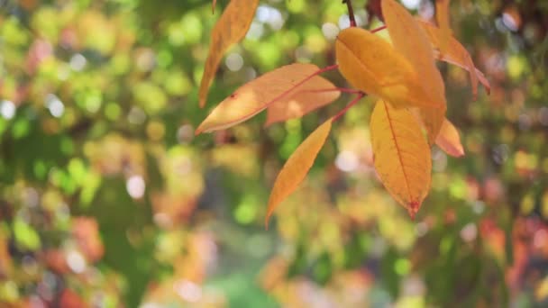 Fundo de outono bonito com folhas de carvalho dourado e bokeh — Vídeo de Stock