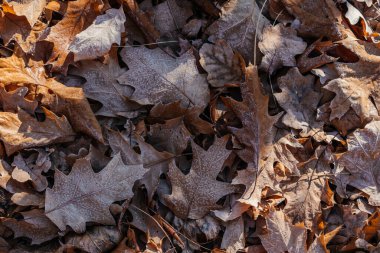 Yerdeki kurumuş kahverengi meşe yapraklarının ilk sabah donuyla kaplı olduğu yakın plan.