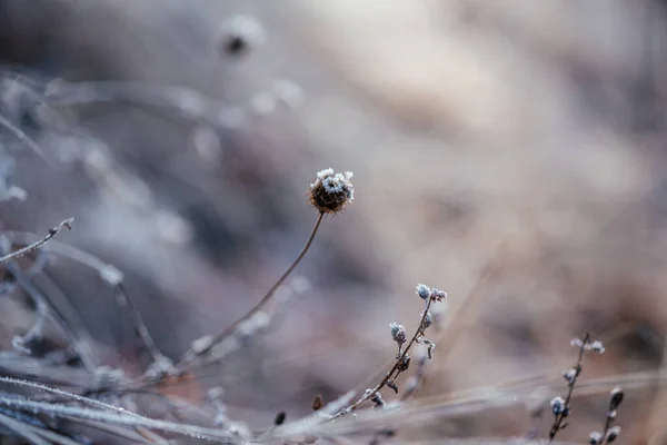 Herbst Morgenfrost, trockenes Gras am Morgen mit Frost bedeckt — Stockfoto