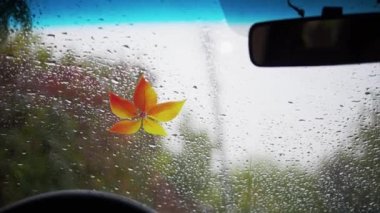 Sonbaharın soğuk ve yağmurlu bir sabahında arabanın ıslak ön camına düşen sarı ve turuncu yaprak.