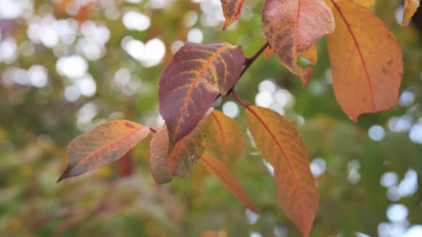 Hojas doradas sobre cerezo balanceándose en el viento con hermoso bokeh, fondo dorado de otoño — Vídeo de stock