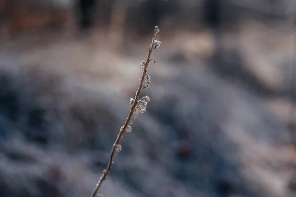 Hierba seca cubierta con la primera helada en la mañana — Foto de Stock