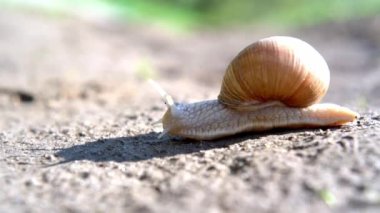 Kahverengi kabuklu büyük salyangoz Achatina ve parktaki kuru zeminde sürünen dokunaçlar.