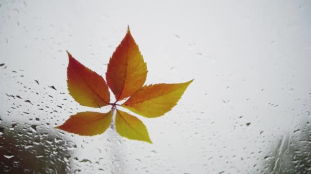 Sonbaharın soğuk ve yağmurlu bir sabahında arabanın ıslak ön camına düşen sarı ve turuncu yaprak. — Stok video