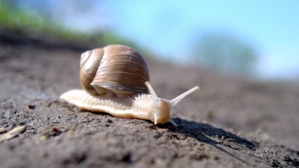 Grande caracol Achatina com concha marrom e tentáculos rastejando no chão seco no parque — Vídeo de Stock