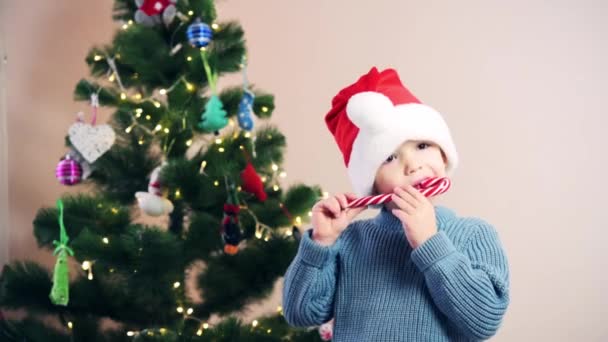 Little boy in Santa hat eating candy cane lollipop lo at christmas time — Stock Video