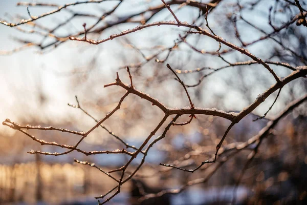 Ramos de árvores nuas cobertas com fundo de inverno geada ao nascer do sol — Fotografia de Stock