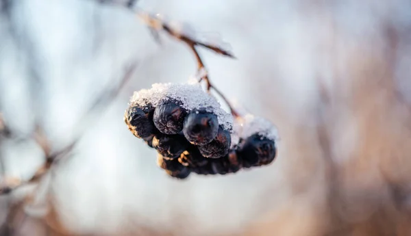 Černé chokeberries pokryté mrazem a sněhem v dopoledních hodinách — Stock fotografie