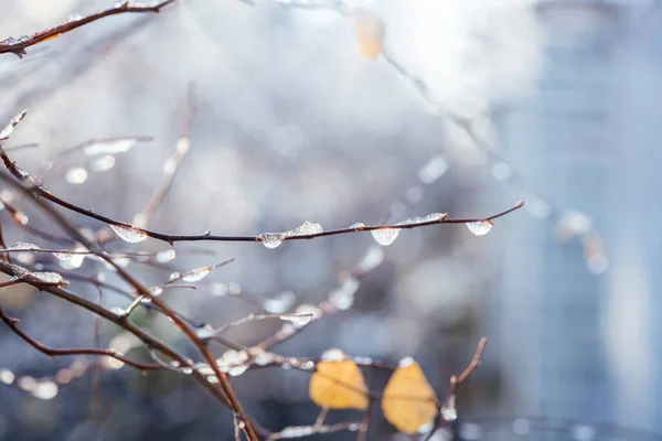 Naked bush branches covered with frost and snow winter morning background — Stockfoto