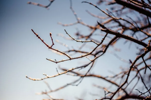 Naked leafless tree branches covered with frost and snow winter background — Fotografia de Stock