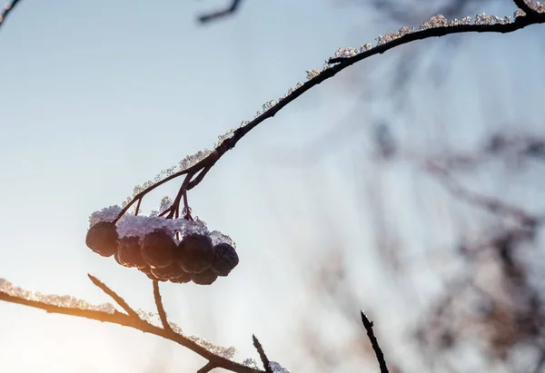 Černé chokeberries pokryté mrazem a sněhem v dopoledních hodinách — Stock fotografie