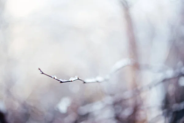 겨울을 배경으로 서리와 눈으로 뒤덮인 벌거벗은 나뭇가지 — 스톡 사진
