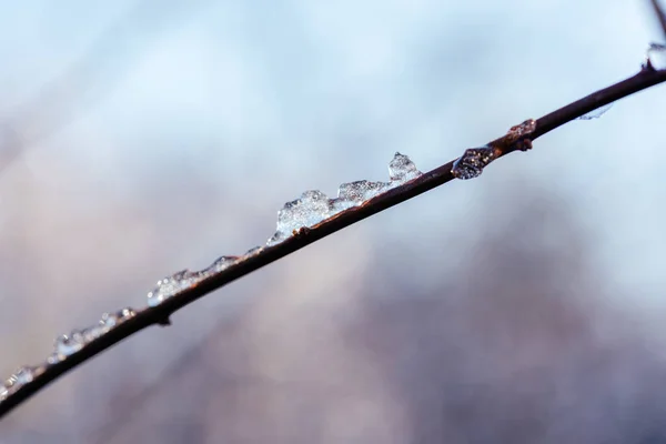 Naked branch covered with frost and snow on defocused winter background — Foto Stock