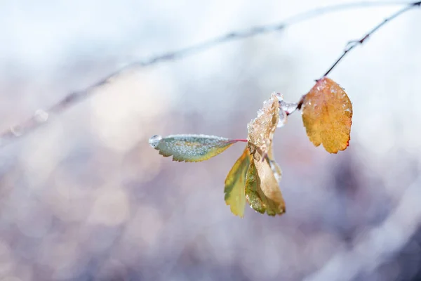 Green and yellow leaves covered with frost and snow on defocused winter background — Fotografia de Stock