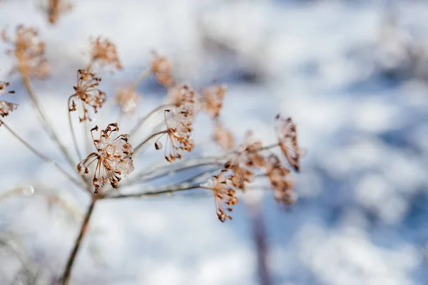 Dry dill flowers covered with frost and snow in winter garden — Fotografia de Stock