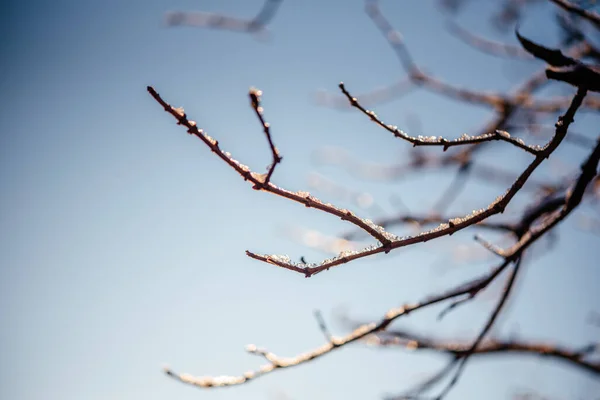 Naked leafless tree branches covered with frost and snow winter background — Fotografia de Stock