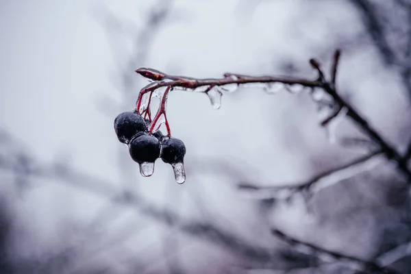 Black chokeberries covered with clear ice after freezing rain — Stockfoto