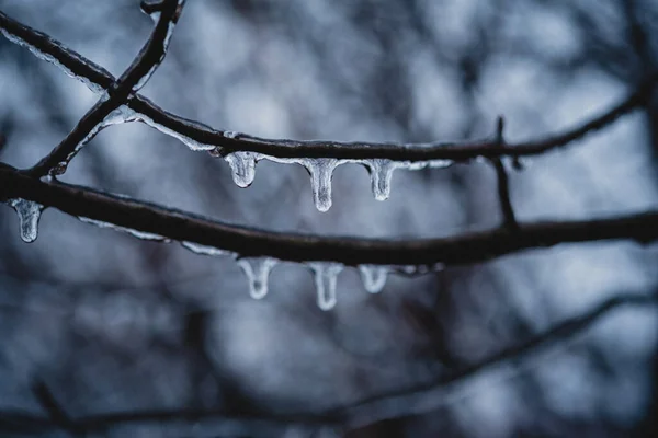 Nackte Äste nach gefrierendem Regen vereist — Stockfoto