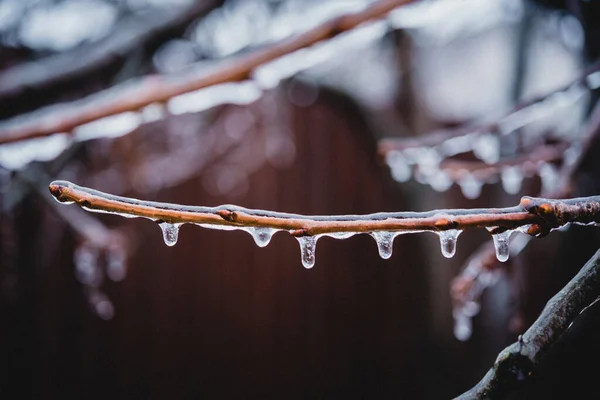 Naked tree branches covered with icy after freezing rain — Stockfoto