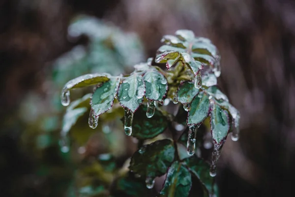 Green leaves of rose bush covered with icy after freezing rain — Stockfoto