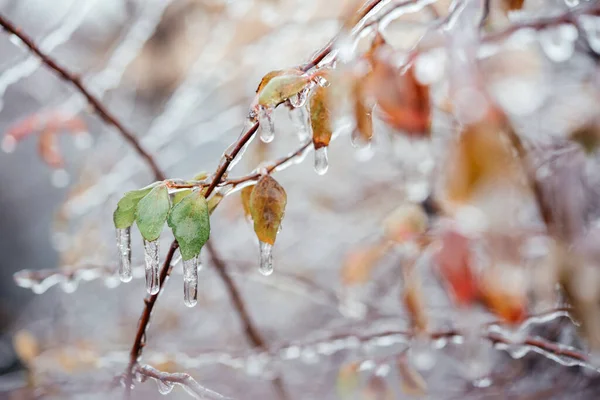 Icy freezing rain winter weather, autumn leaves covered with ice after freezing rain — Foto Stock