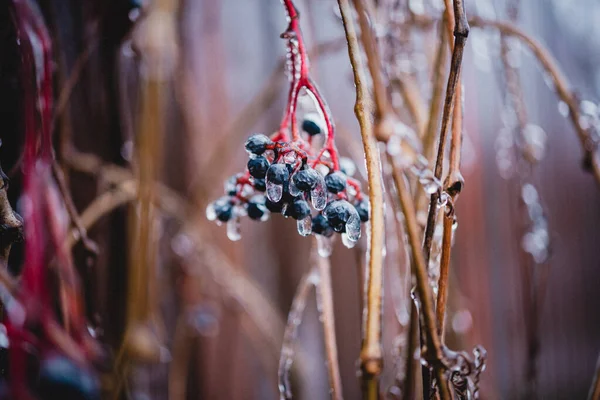 Icy freezing rain winter weather, virginia creeper berries covered with ice after freezing rain — Fotografia de Stock