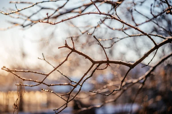 털 이 없는 잎 이 없는 나무 가지들은 서리와 눈으로 뒤덮여 있다 — 스톡 사진