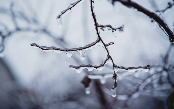 Naked tree branches covered with icy after freezing rain — Stock Photo, Image