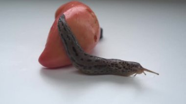 Beyaz arka planda domates üzerinde sürünen kocaman bir bahçe sümüklüböceği.