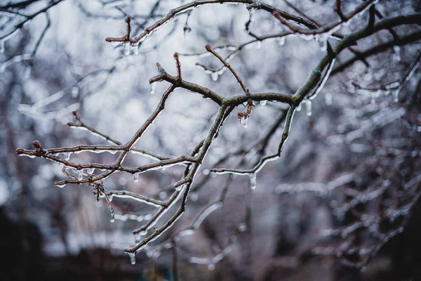 Ramos de árvores nuas cobertos de gelo após a chuva gelada — Fotografia de Stock