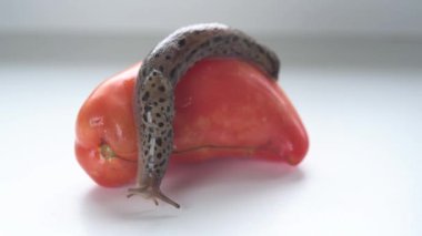 Beyaz arka planda domates üzerinde sürünen kocaman bir bahçe sümüklüböceği.