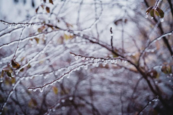 Shrub twigs covered with icy after freezing rain — Fotografia de Stock