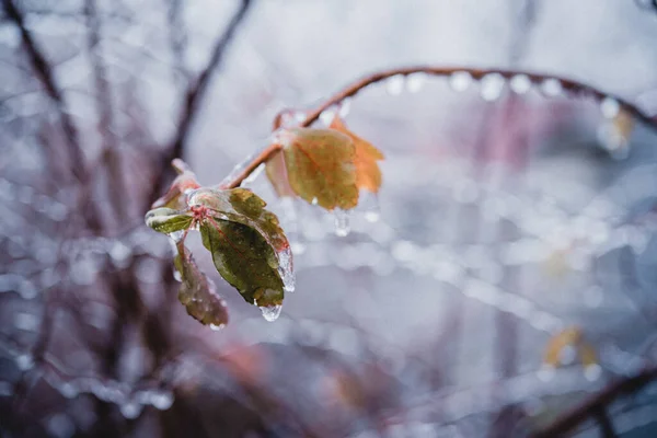 Icy freezing rain winter weather, autumn leaves covered with ice after freezing rain — Fotografia de Stock