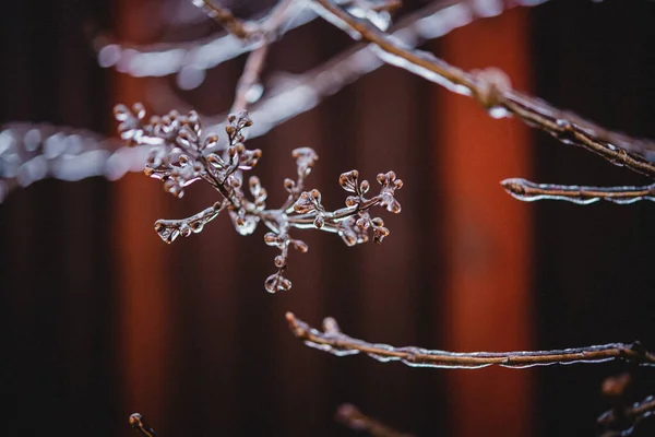 Ledový mrznoucí déšť zimní počasí, podzimní listí pokryté ledem po mrazivém dešti — Stock fotografie