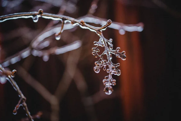 Icy freezing rain winter weather, autumn leaves covered with ice after freezing rain — Fotografia de Stock