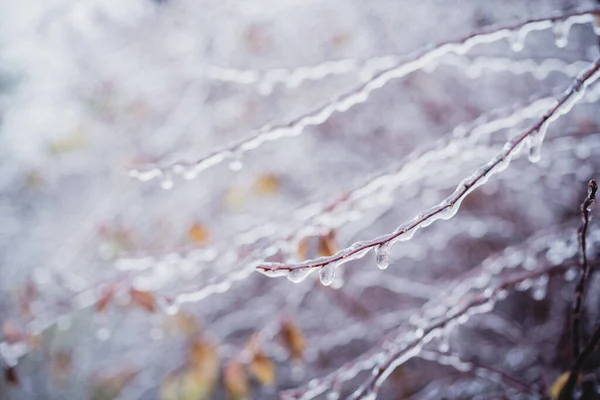 Chuva gelada tempo de inverno, folhas de outono cobertas de gelo após chuva gelada — Fotografia de Stock