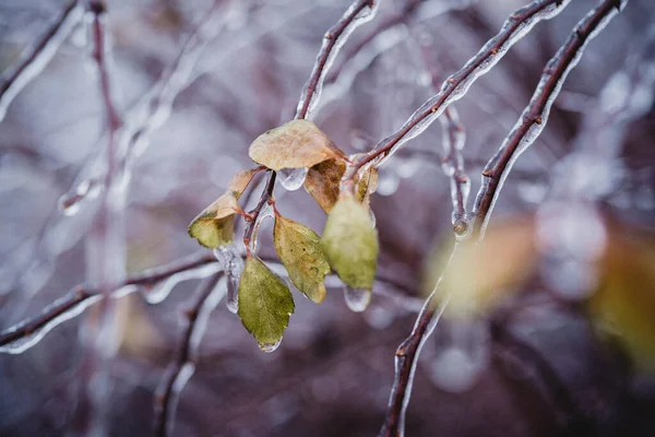 Icy freezing rain winter weather, autumn leaves covered with ice after freezing rain — Fotografia de Stock