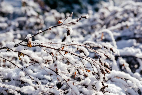 Dry plants covered with frost and snow winter background — Stockfoto