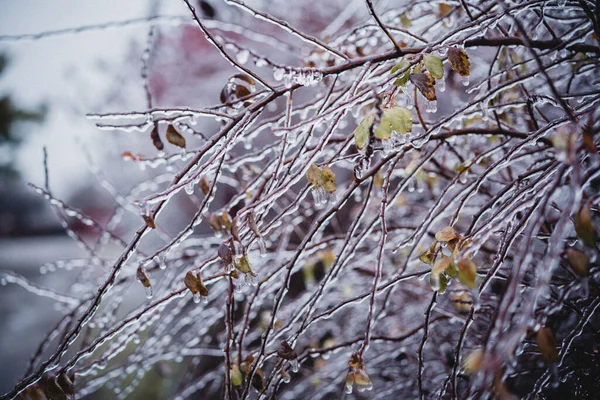 Galhos de arbustos cobertos de gelo após a chuva gelada — Fotografia de Stock